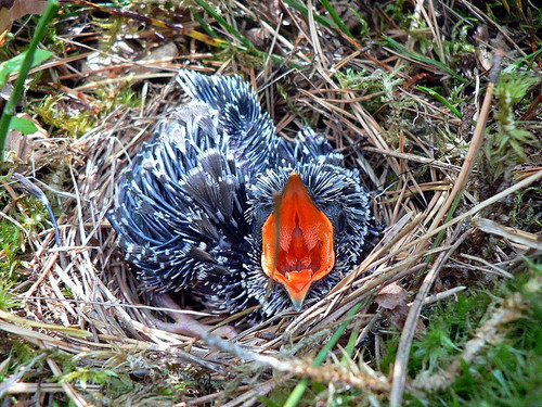 800px Cuculus canorus chick1.jpg
