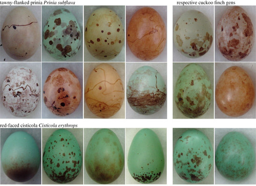 Anomalospiza egg mimicry.jpg