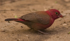 Firefinch Senegal 2007.jpg