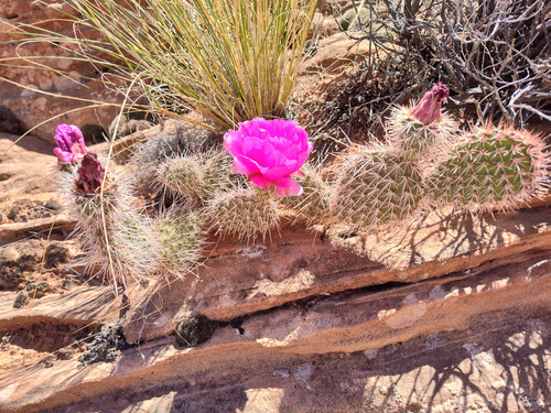 IMG 20240517 123243308 HDR.jpg