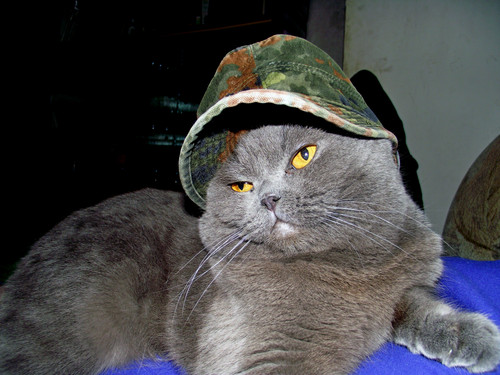 кіт.jpg