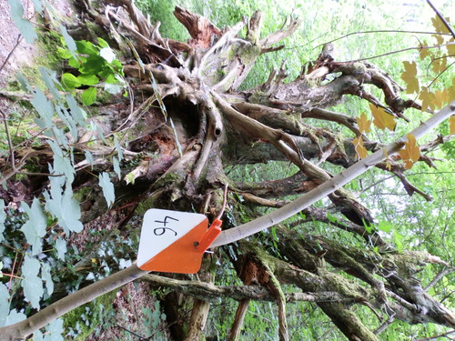 St Jean de Braye Parc Charbonniere 2