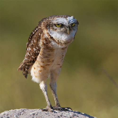 long owl legs1.jpg