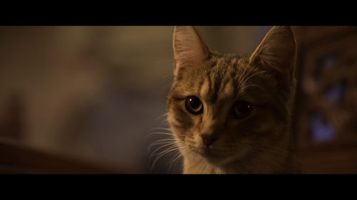 A.Cats.Life.2023.2160p.WEB DL.DTS HD.MA.5.1.H.265 NOGRP.mkv 004322.238.png