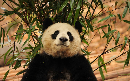 stegoPanda.jpg