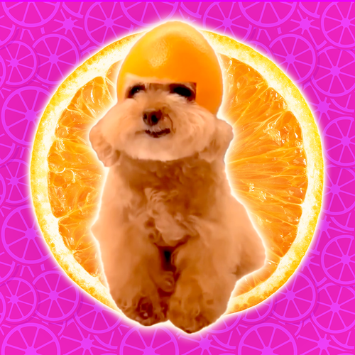o1o1.png