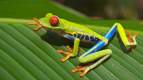 frog 1280x720.png