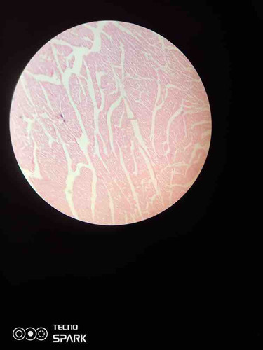 FBA817C0 69D9 4907 9132 91ED6E10EA57.jpg