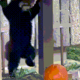 panda.gif