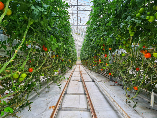 terracefarm.jpg