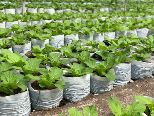 grownplants.jpg
