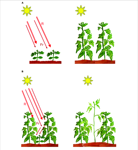 sunlight.png