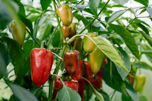 chilli.jpg