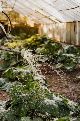 watering plants.jpg