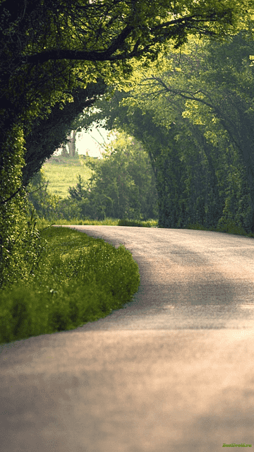 png transparent laptop nature desktop high definition video 1080p nature electronics leaf landscape .png