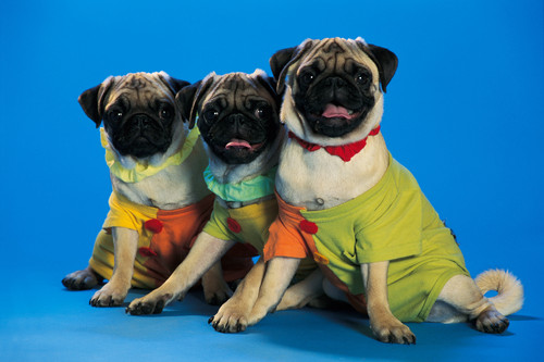 dogs dressed up in t shirts 1938371.jpg
