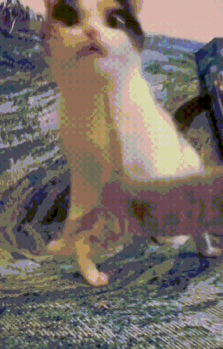 koti1.gif