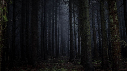Dark Forrest WP.jpg