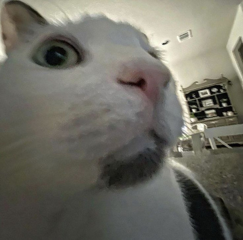 e3ee5f4cb204.jpg