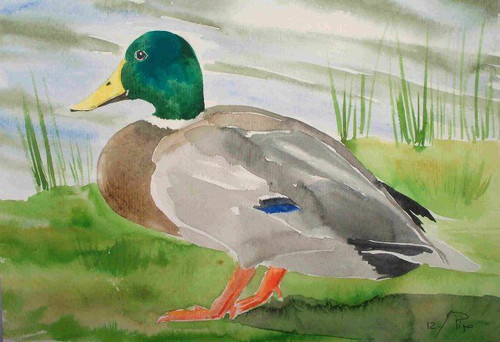 6178801 pato.jpg