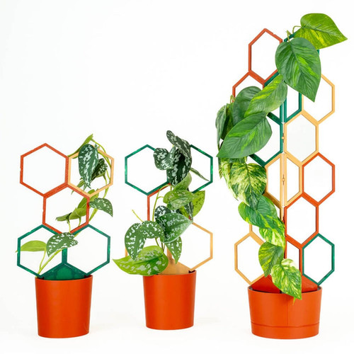 ST Trellis Tus Wood Frst 2.jpg