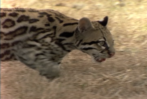 Wild America S01E03 The Eyes Have it 001.png