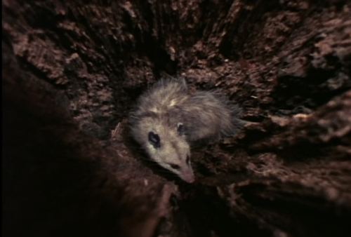 Wild America S01E01 All American Animals 005.png