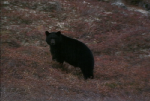 Wild America S01E03 The Eyes Have it 003.png