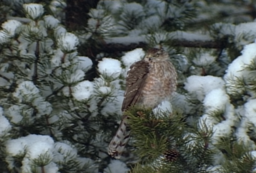 Wild America S02E01 The Bill Makes the Bird 003