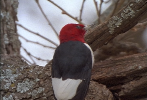 Wild America S02E10 Woodpeckers, Nature's Hammerheads 005.png
