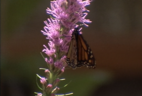 Wild America S01E02 The Beauty of Butterflies 001.png
