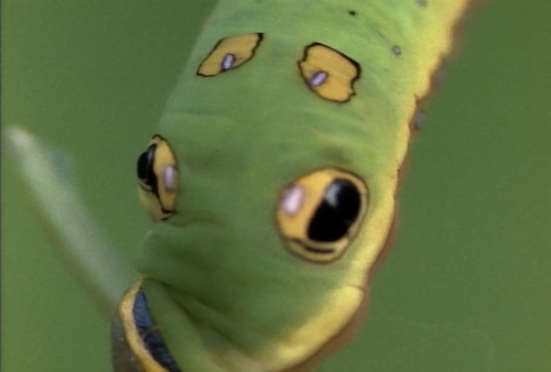 Wild America S01E02 The Beauty of Butterflies 006.png