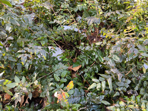 IMG 20230725 185554.jpg