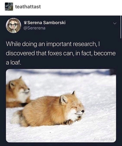 sererena while doing an important research discovered foxes can fact become loaf fox infonet.jpg