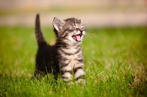 Tabby kitten with tail up meowing in the grass outside.jpg
