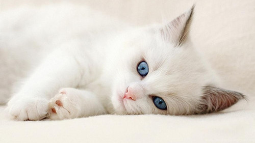 182194 cute white cat wallpapers 1366x768 h.jpg