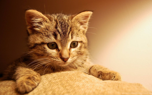 64110 cute cat wallpapers 3008x2000 h.jpg