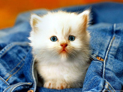 182227 kittens kitten cat cats baby cute s wallpapers 2960x1850 h.jpg
