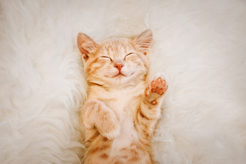 iStock 1144982182.jpg