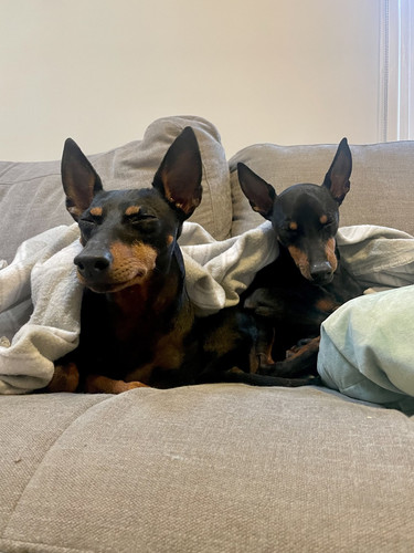 dogssleeping.jpg