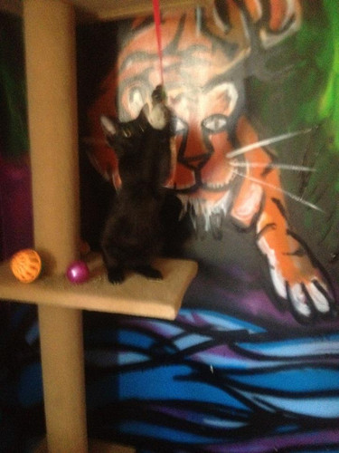 lestat cat 05.jpg