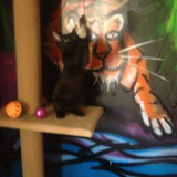lestat cat 05