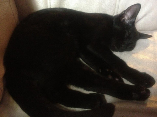lestat cat 06.jpg