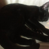 lestat cat 06