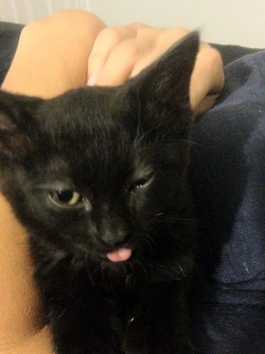lestat cat 01.jpg