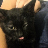 lestat cat 01