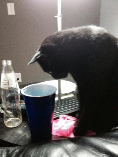 lestat cat 22.jpg