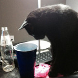 lestat cat 22
