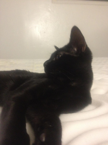 lestat cat 07.jpg