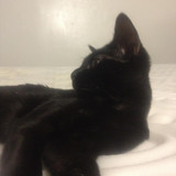 lestat cat 07